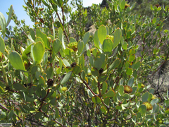Leucadendron loranthifolium
