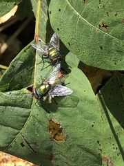 Lucilia illustris