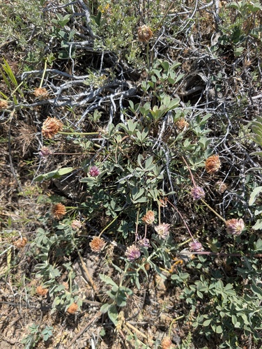 lemmon's clover (Trifolium lemmonii)