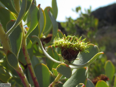 Leucadendron loranthifolium