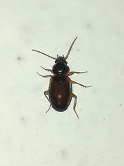 Trechus quadristriatus