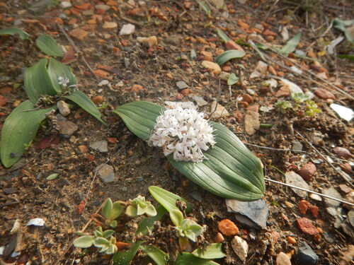 Lachenalia ensifolia (Thunb.) J.C.Manning & Goldblatt