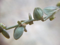 Atriplex aucheri