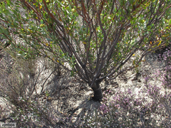 Leucadendron loranthifolium