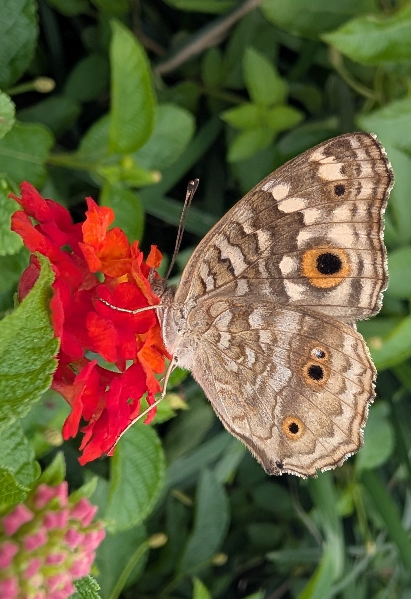 Lemon Pansy