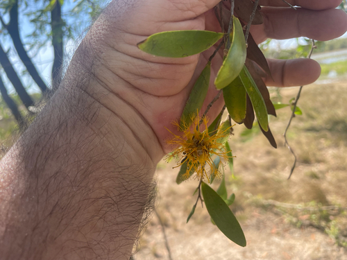 Asteromyrtus symphyocarpa, photograph 3
