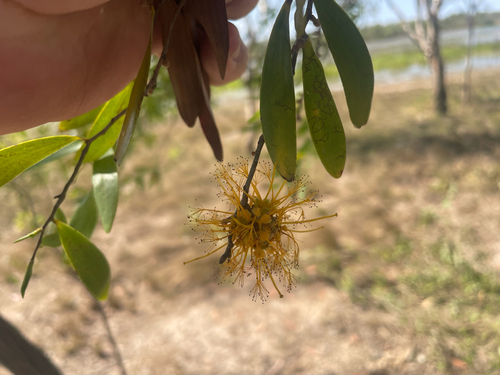 Asteromyrtus symphyocarpa