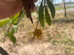 Asteromyrtus symphyocarpa