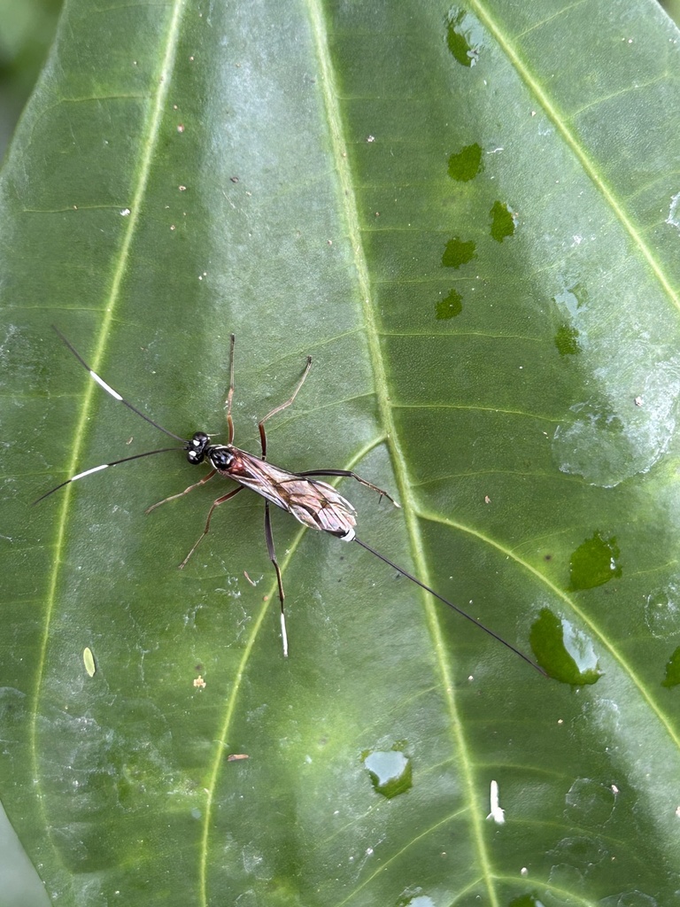 Stenarella hopkinsi