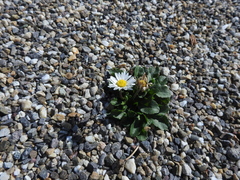 Bellis perennis
