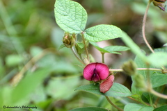 Flemingia procumbens