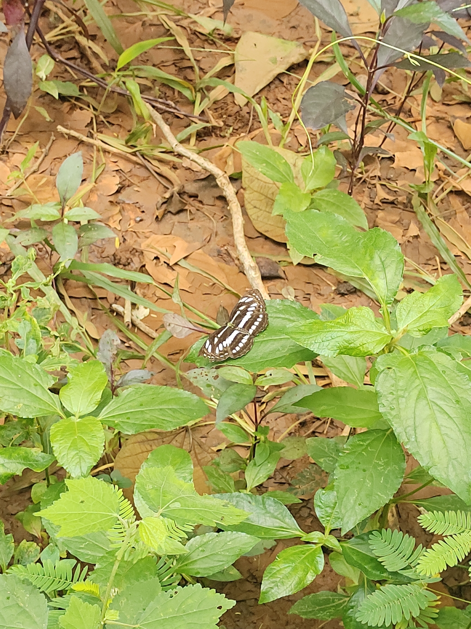 Common Sailer