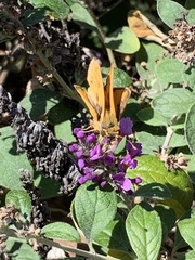 Hylephila phyleus