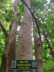 Holoptelea integrifolia