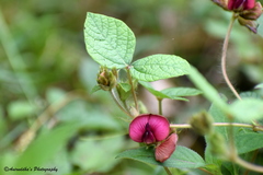 Flemingia procumbens