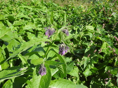 Symphytum officinale