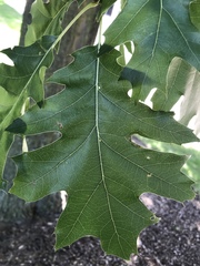Quercus