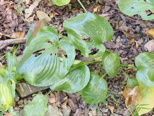 Proiphys amboinensis, photograph 5