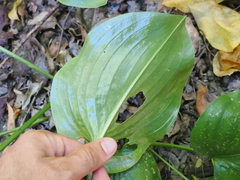 Proiphys amboinensis, photograph (c) Lucas Christofides, some rights reserved (CC BY)