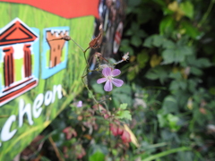 Geranium robertianum