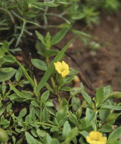 Mecardonia procumbens