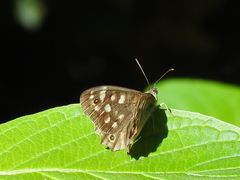 Pararge aegeria