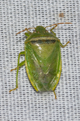 Piezodorus guildinii