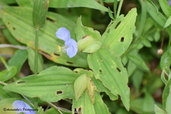 Commelina paludosa