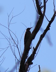 Colaptes auratus auratus