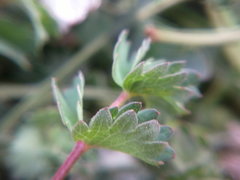 Sanguisorba minor balearica
