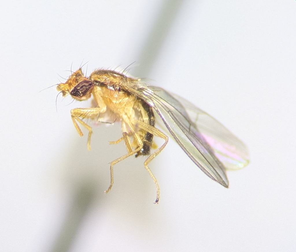Anthomyza variegata