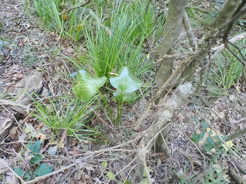 Proiphys amboinensis, photograph 3