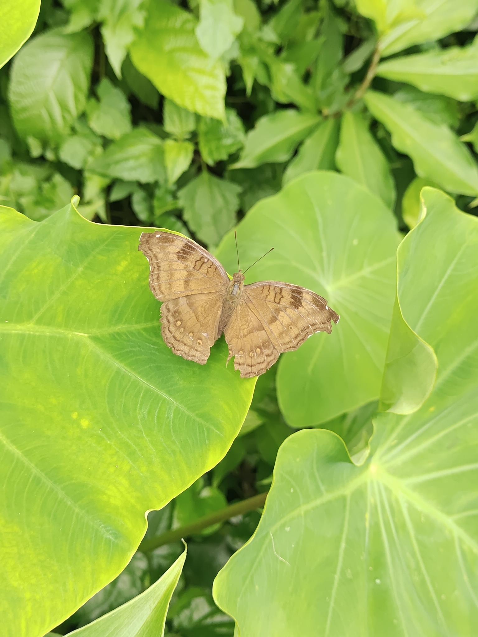 Chocolate Pansy