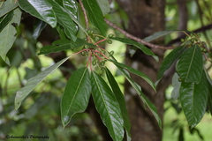 Daphniphyllum macropodum