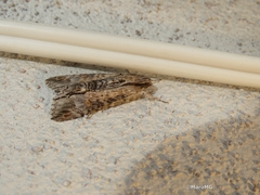 Melipotis acontioides