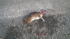 Rattus norvegicus