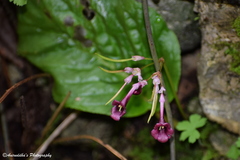 Didymocarpus primulifolius