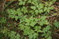 Geranium robertianum