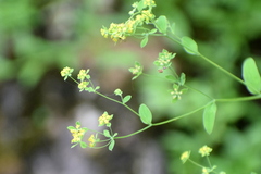 Bupleurum gracillimum