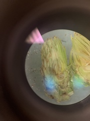 Andricus quercusfoliatus