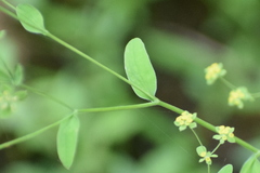 Bupleurum gracillimum