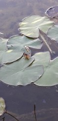 Vespa crabro