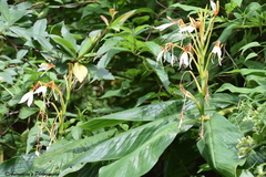 Hedychium spicatum