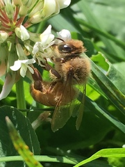 Apis mellifera