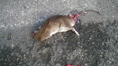 Rattus norvegicus
