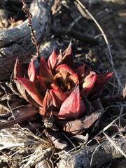 Dudleya farinosa
