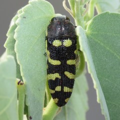 Acmaeodera alicia