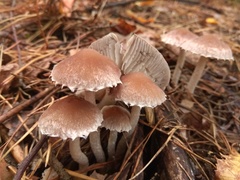 Psathyrella olympiana