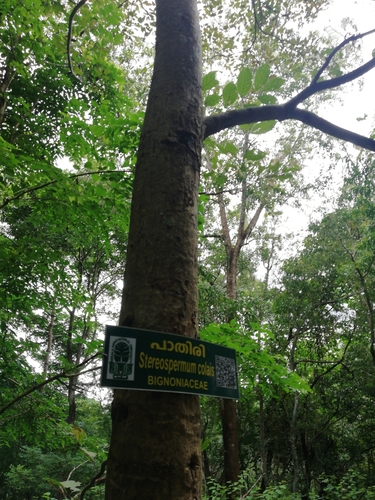 Stereospermum chelonoides, 2019-09-15