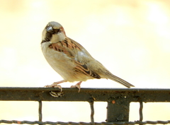Passer domesticus